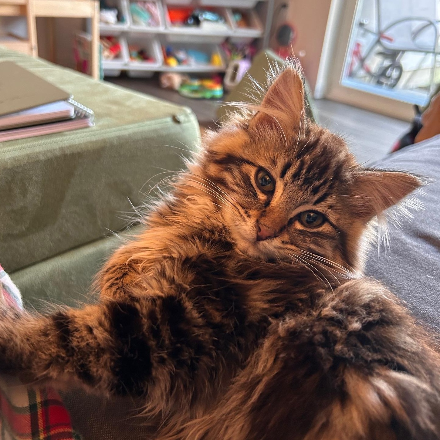 Danny and Ludo (Bonded pair), a ADOPTABLE mixed breed in Renton , WA image 3/5