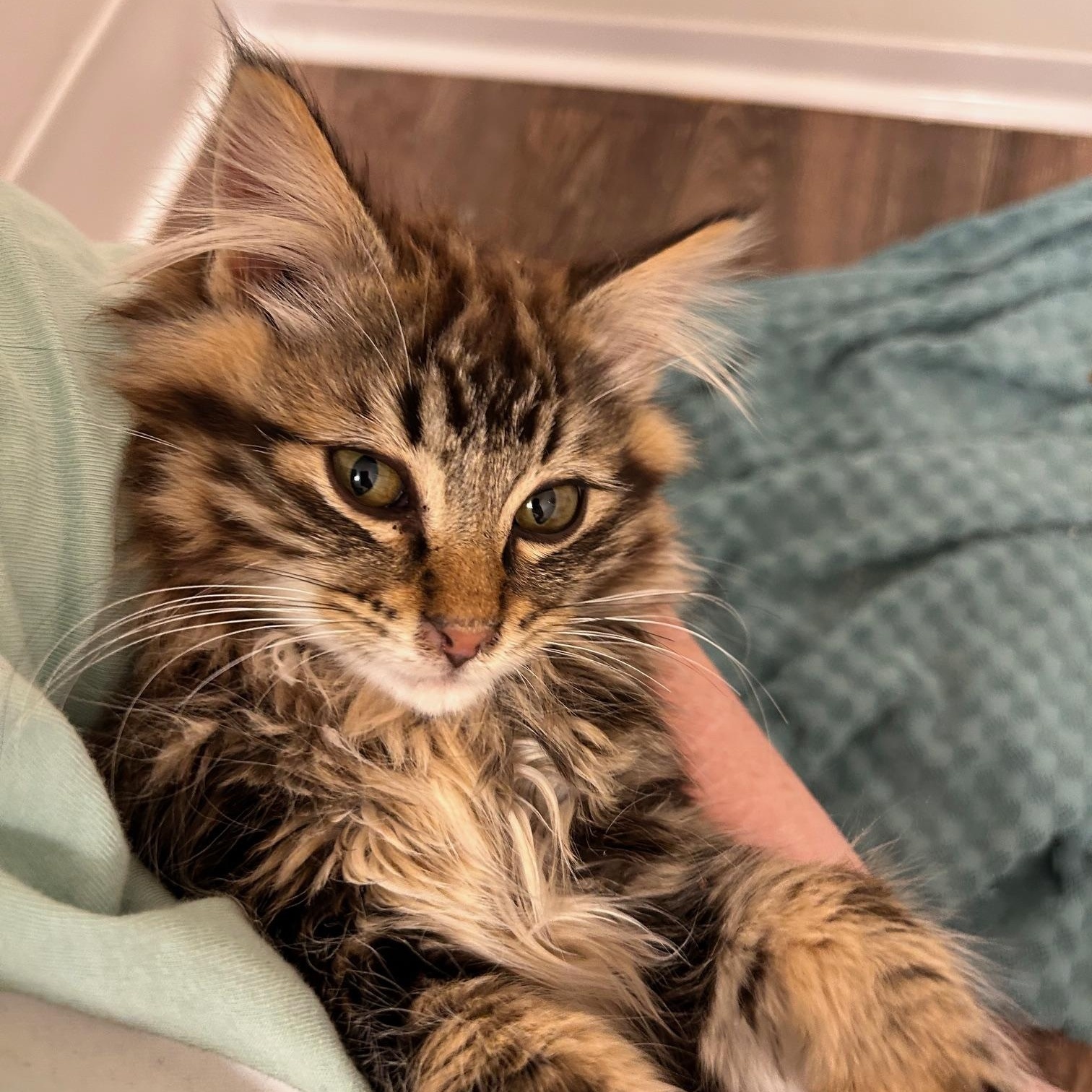 Danny and Ludo (Bonded pair), a ADOPTABLE mixed breed in Renton , WA image 2/5