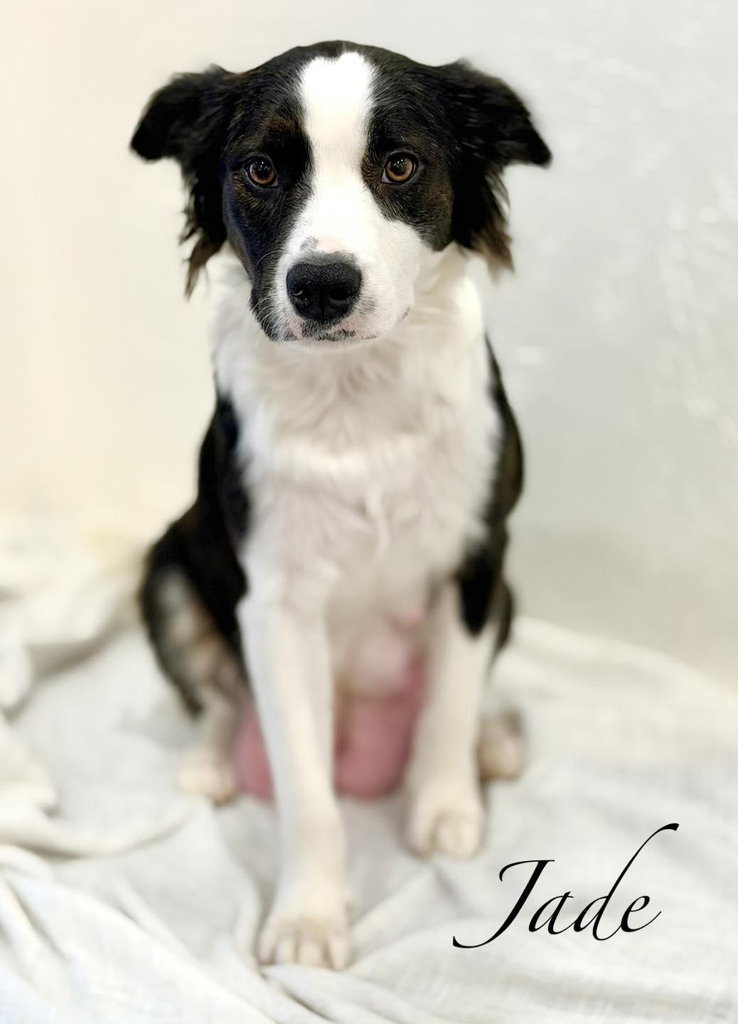 Jade, adopted, Adult Female Border Collie.