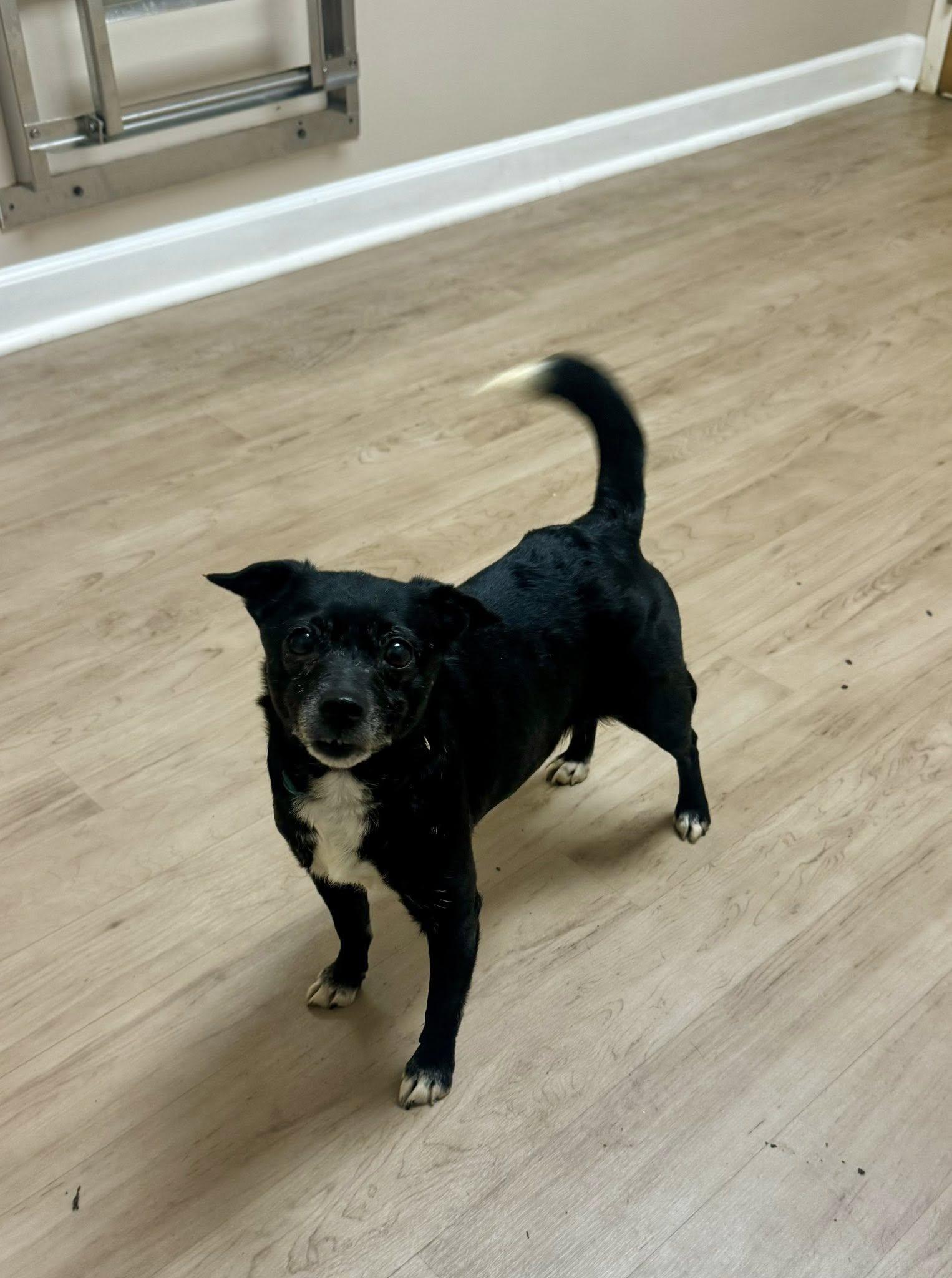 Guava, ADOPTABLE, Adult Female Chihuahua & Dachshund.