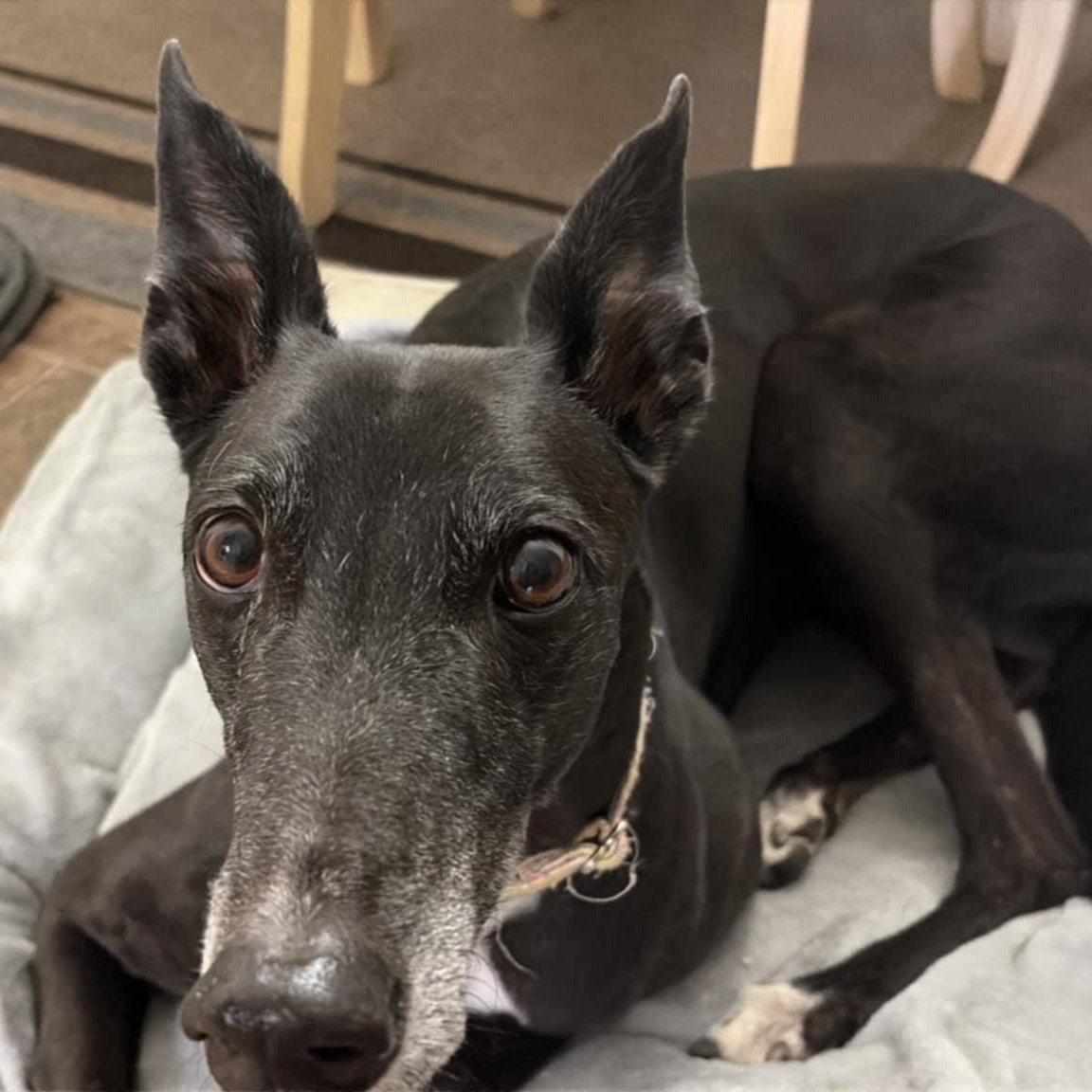 Kodi Girl (Koko), ADOPTABLE, Senior Female Greyhound.
