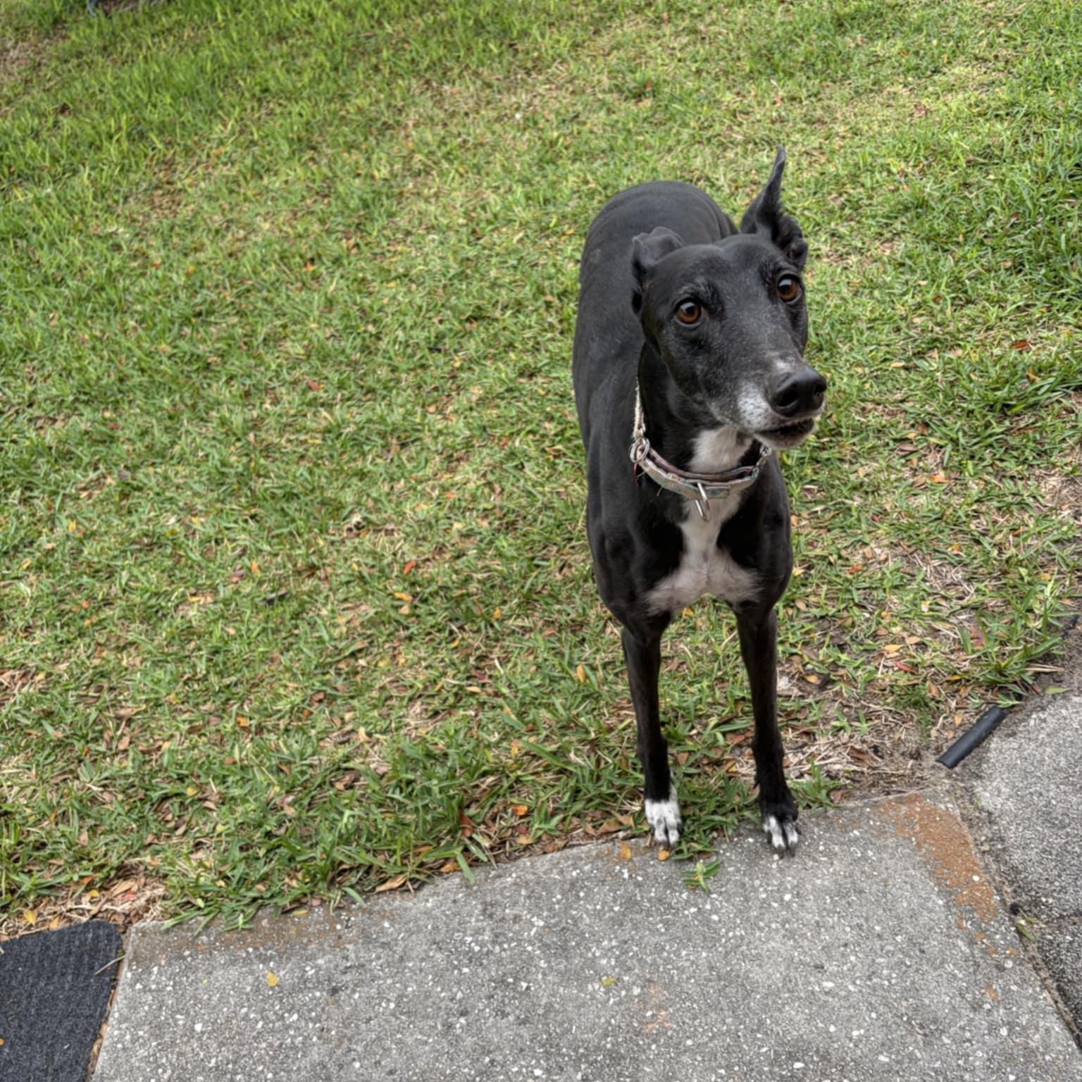 Enlarge Kodi Girl (Koko), a ADOPTABLE Greyhound in North Port, FL image 5/5