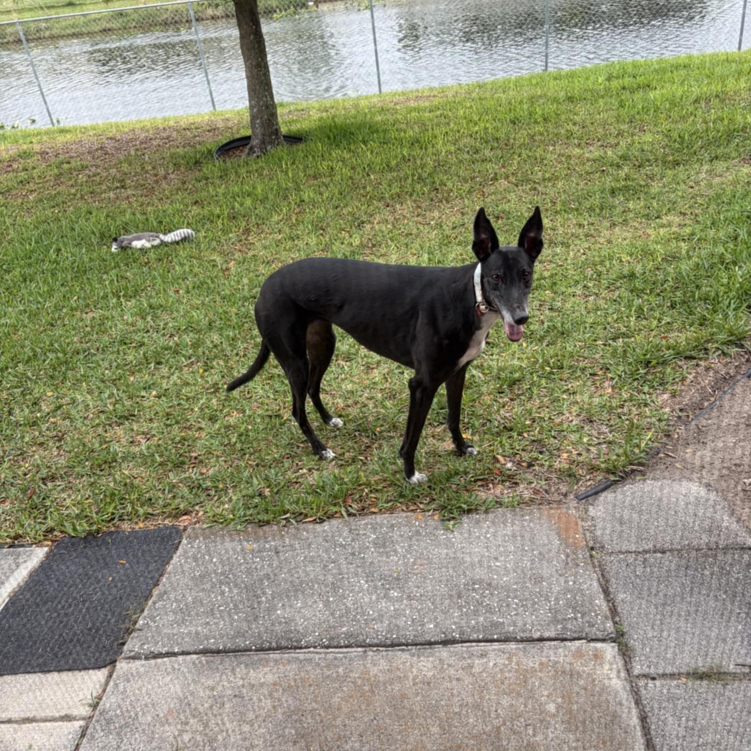 Enlarge Kodi Girl (Koko), a ADOPTABLE Greyhound in North Port, FL image 4/5