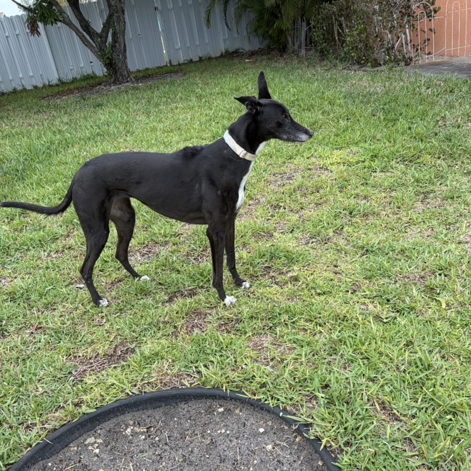 Enlarge Kodi Girl (Koko), a ADOPTABLE Greyhound in North Port, FL image 3/5