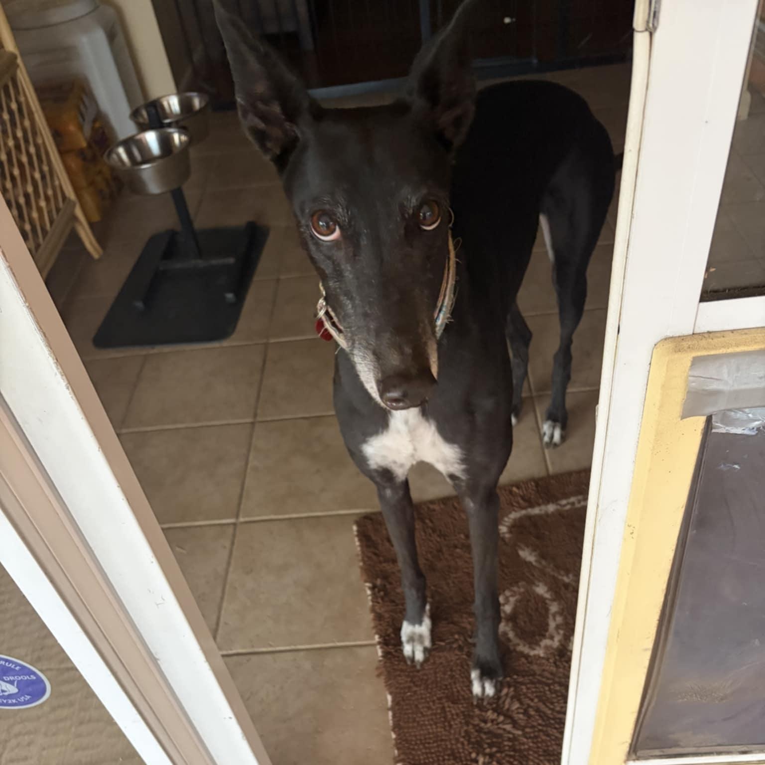 Enlarge Kodi Girl (Koko), a ADOPTABLE Greyhound in North Port, FL image 2/5