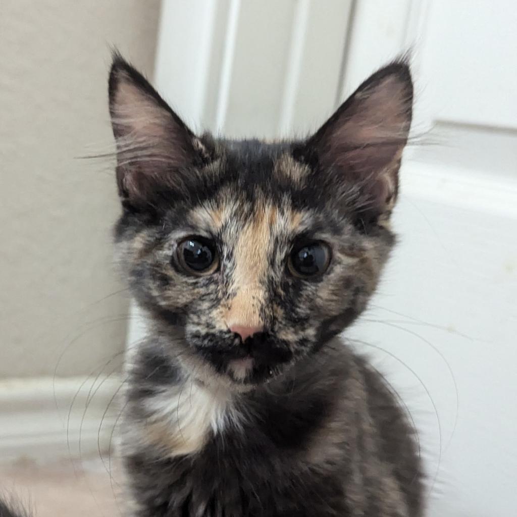 Enlarge Daphne, a Adoptable mixed breed in San Antonio, TX image 1/6