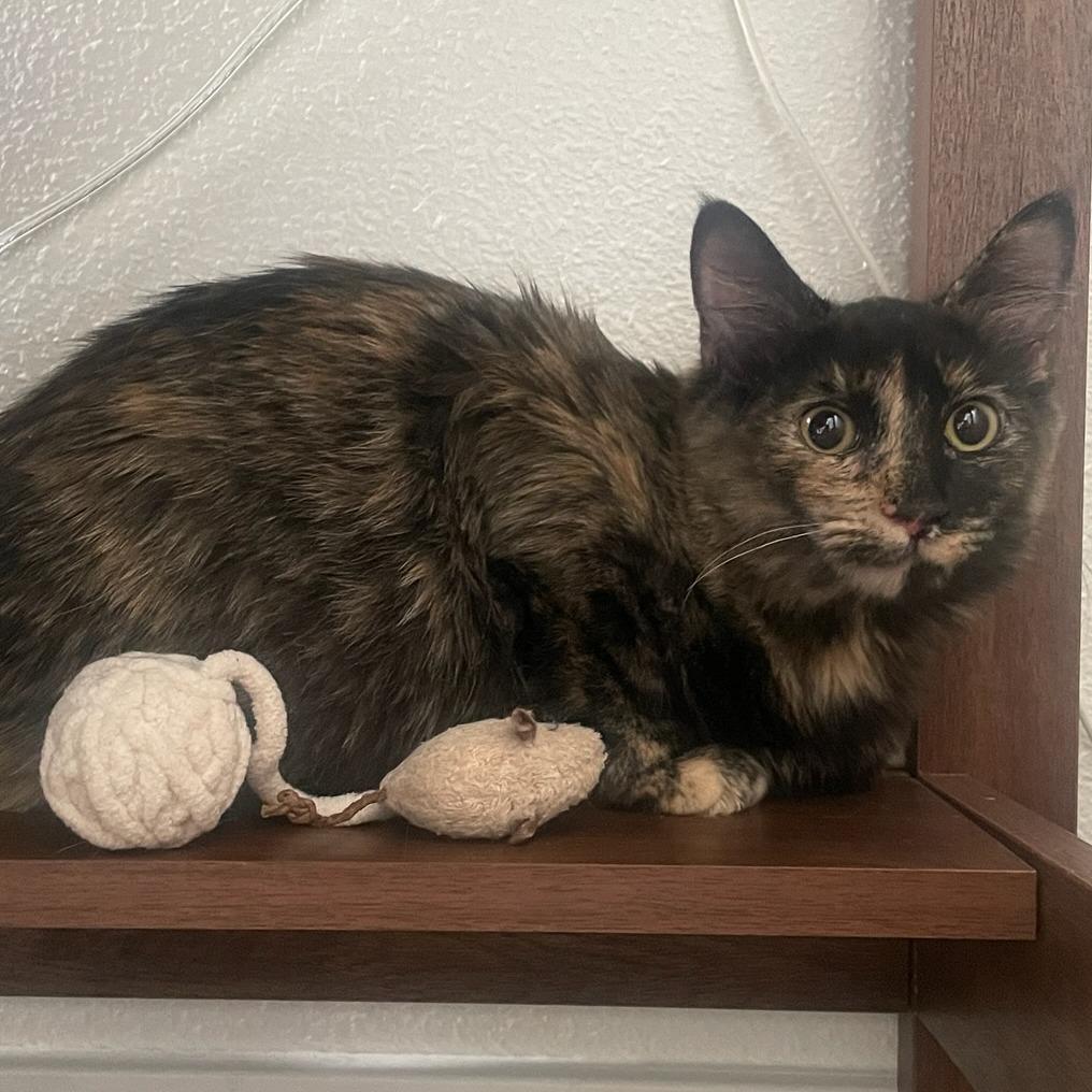 Enlarge Daphne, a Adoptable mixed breed in San Antonio, TX image 2/6