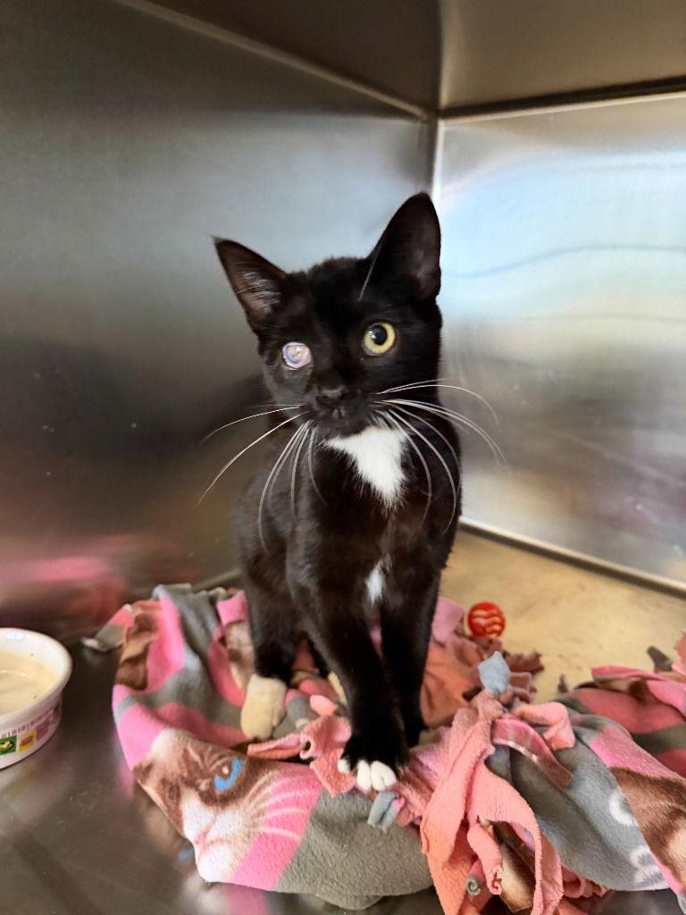 Enlarge Stupendus, a Adoptable Domestic Short Hair in St. Helens, OR image 2/2