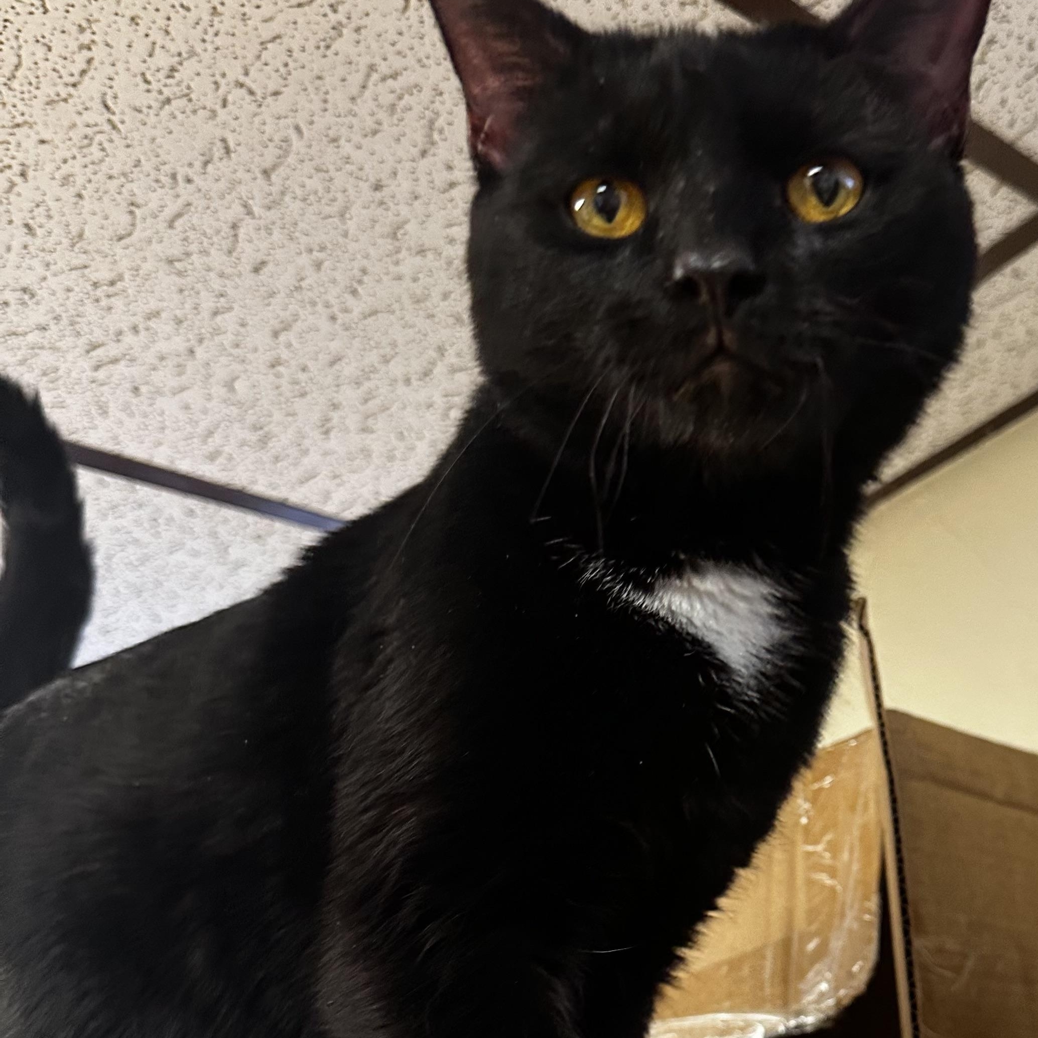 Enlarge Ozzy, a ADOPTABLE Domestic Short Hair in Toledo, OH image 1/2