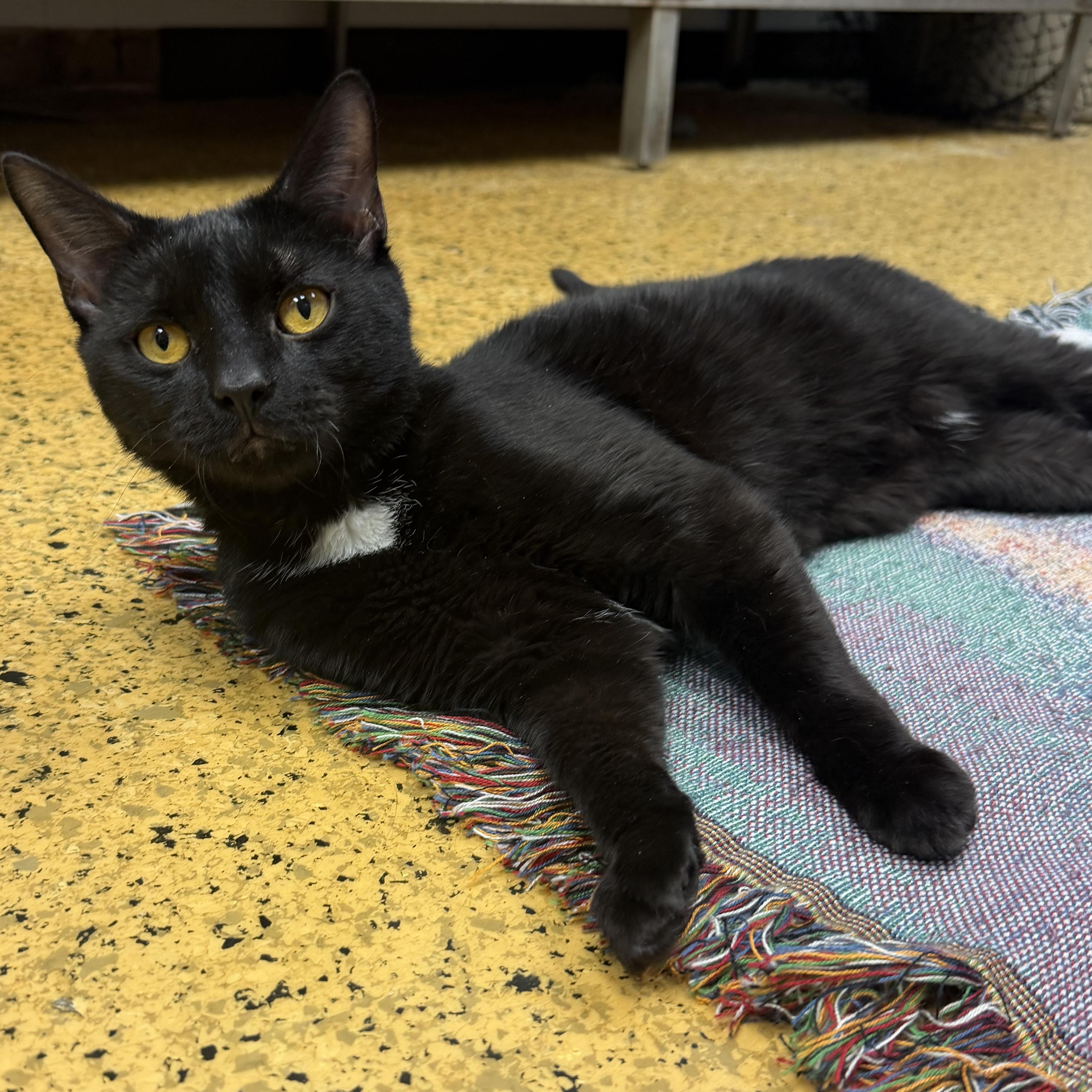 Ozzy, adopted, Young Male Domestic Short Hair.