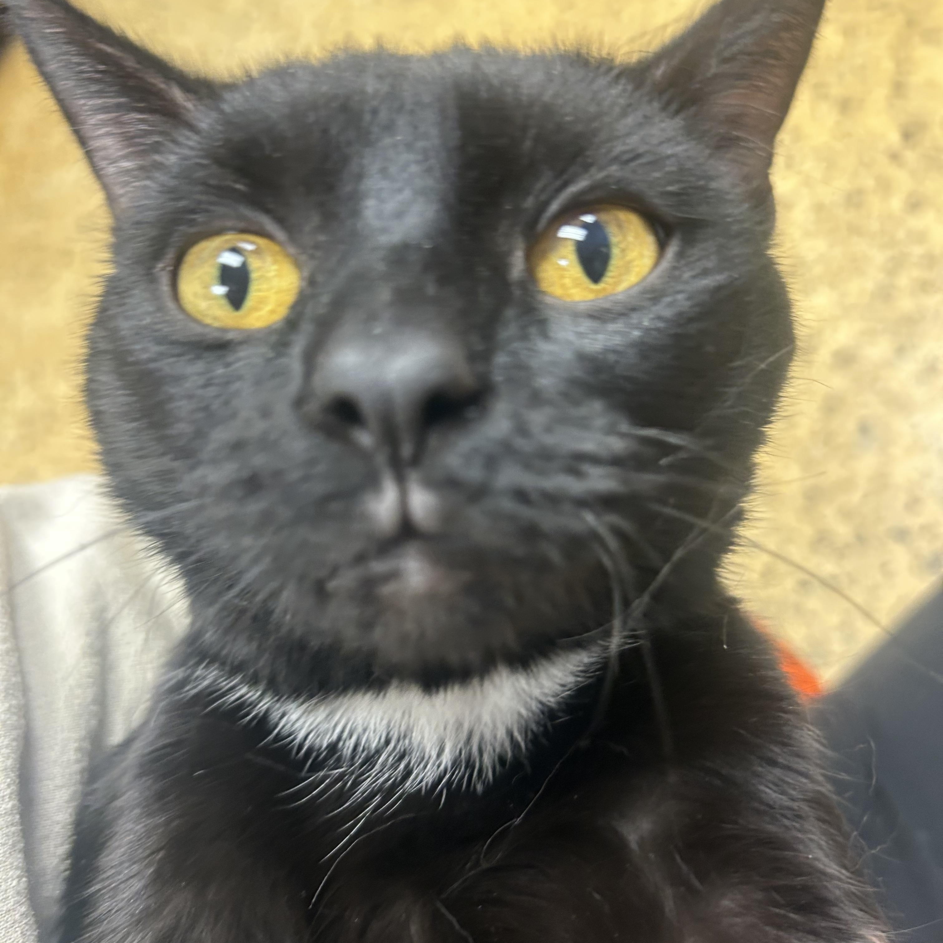 Enlarge Ozzy, a ADOPTABLE Domestic Short Hair in Toledo, OH image 2/2