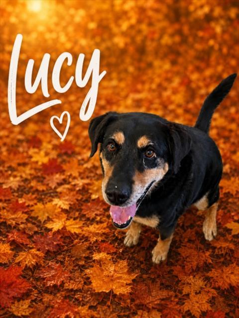 LUCY, Adoptable, Adult Female Rottweiler & Mixed Breed.