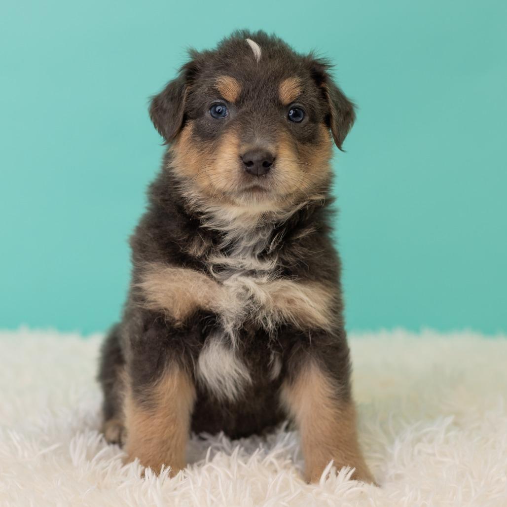 Enlarge Pronto Pup, a Adoptable mixed breed in St. Paul, MN image 1/5