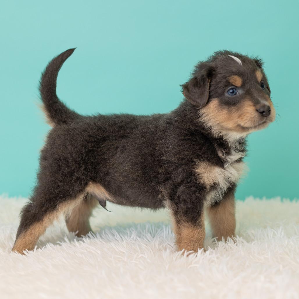 Enlarge Pronto Pup, a Adoptable mixed breed in St. Paul, MN image 2/5