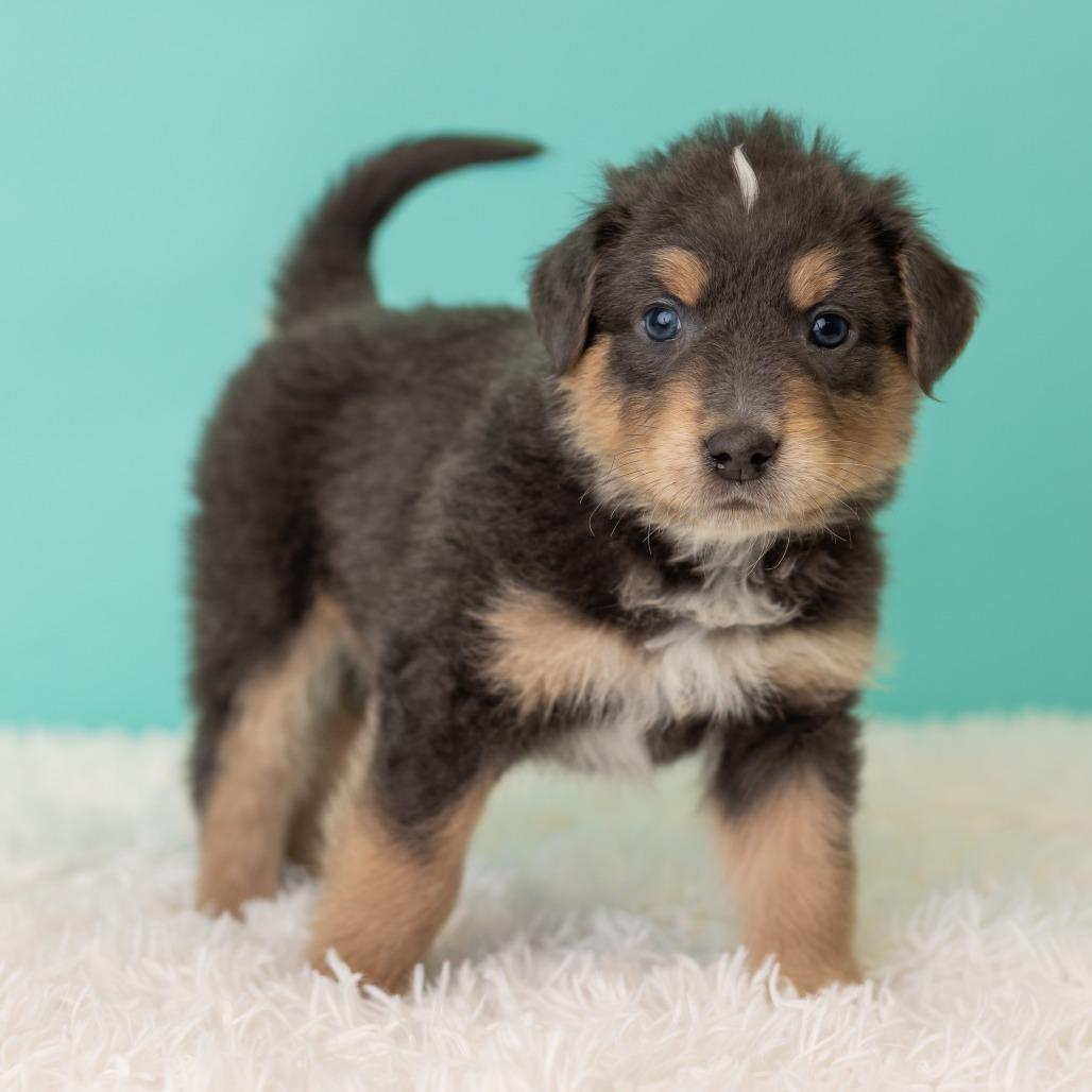 Enlarge Pronto Pup, a Adoptable mixed breed in St. Paul, MN image 3/5