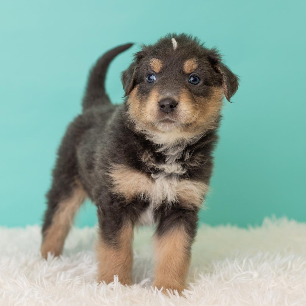 Enlarge Pronto Pup, a Adoptable mixed breed in St. Paul, MN image 4/5