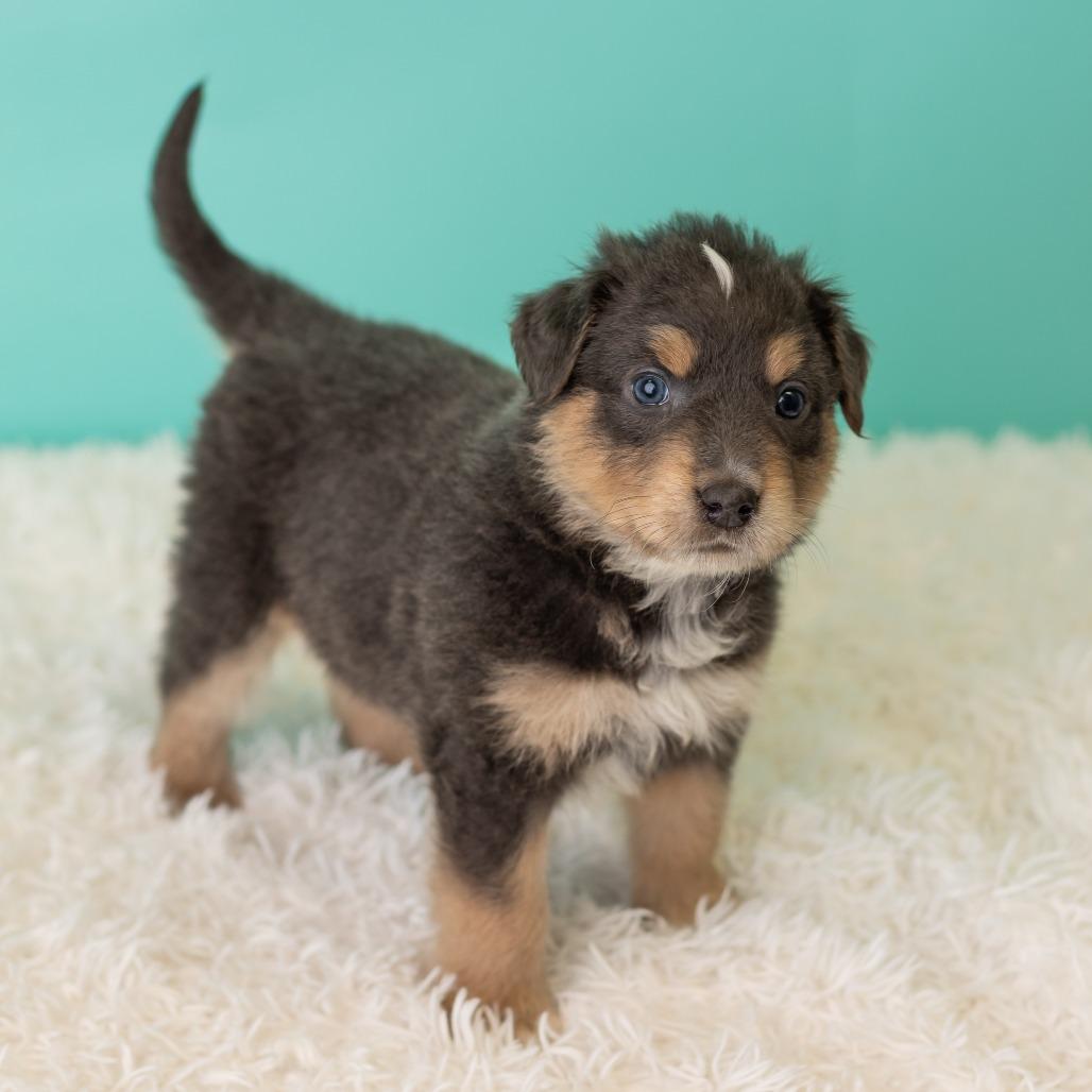 Enlarge Pronto Pup, a Adoptable mixed breed in St. Paul, MN image 5/5