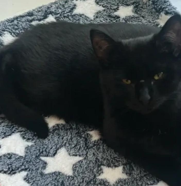 Enlarge Raphael, a Adoptable Domestic Short Hair in Monroe, NC image 1/1