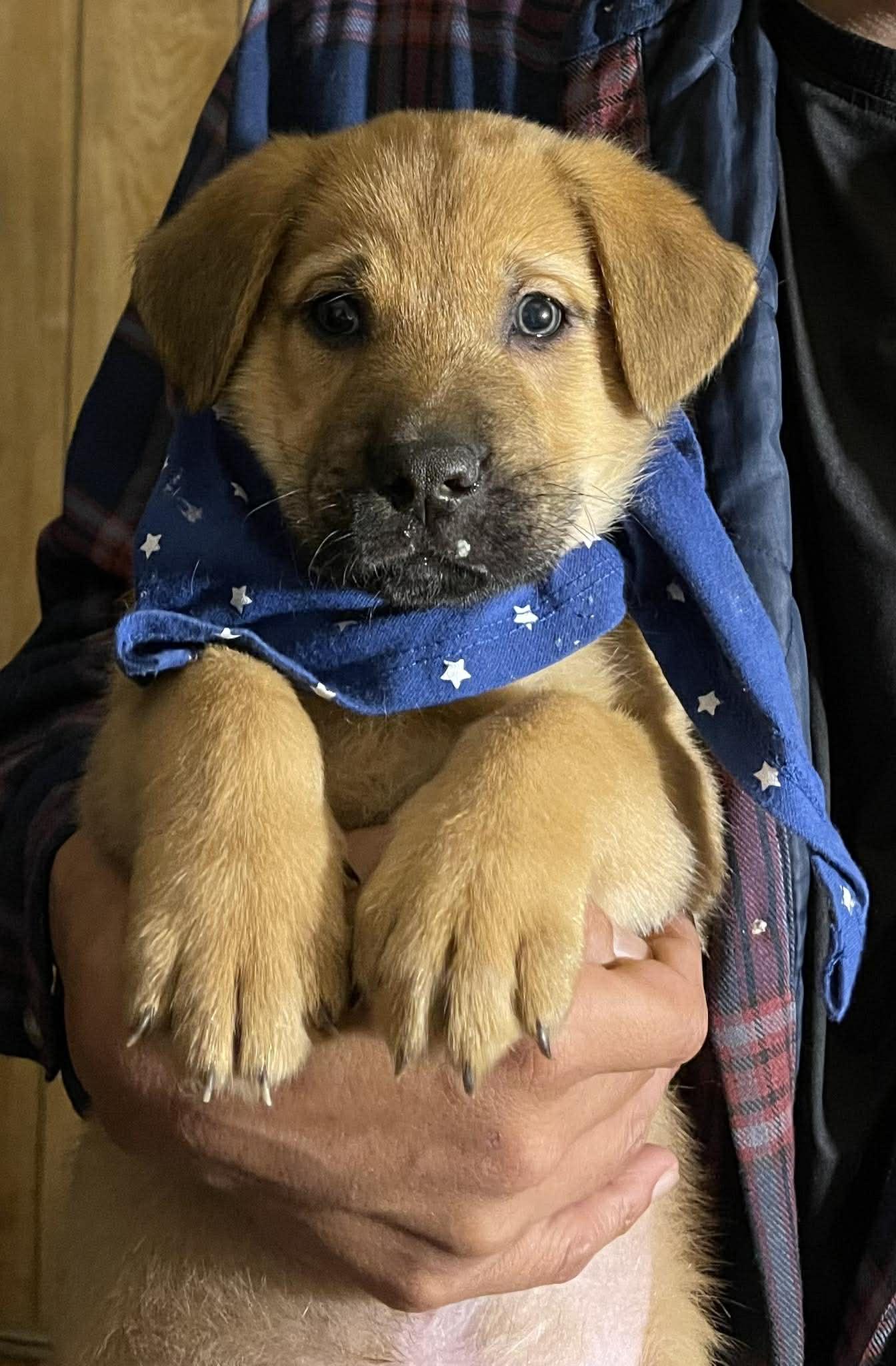 Enlarge Venice, an adopted mixed breed in Temecula, CA image 1/1