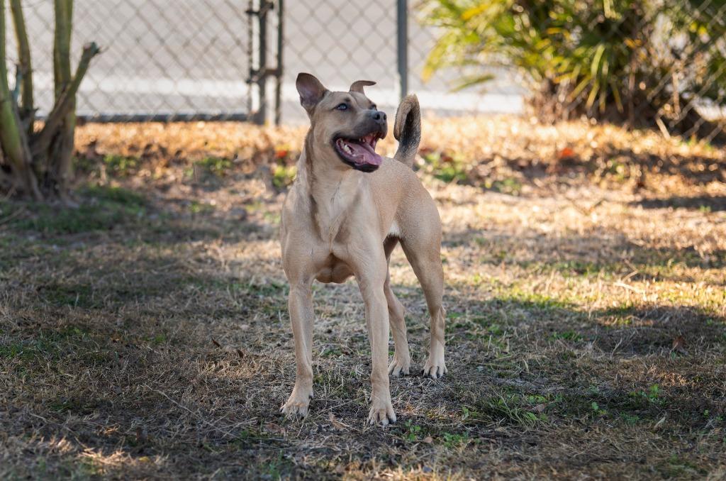 Enlarge Nike, a Adoptable Mixed Breed in Ocala, FL image 2/4