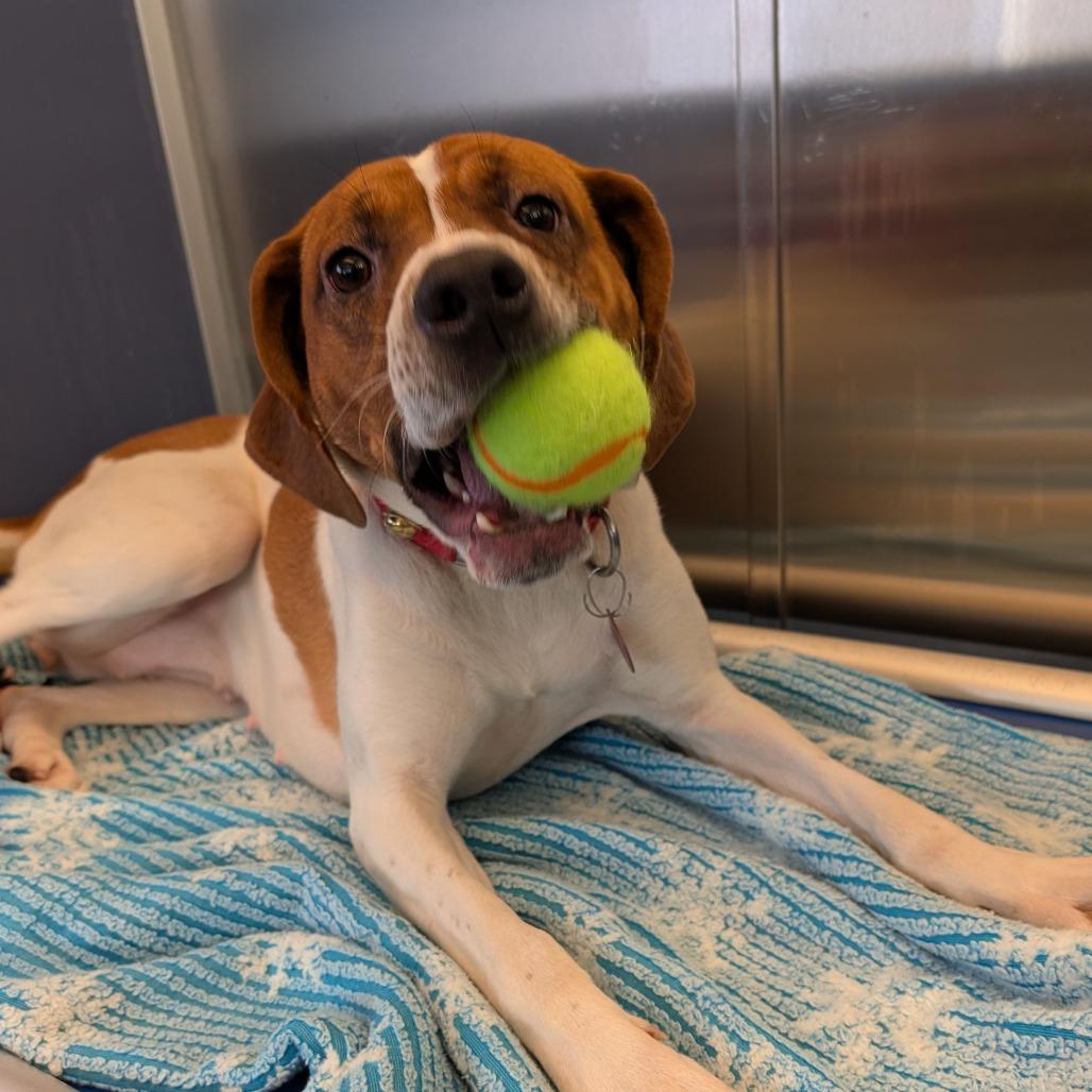 Heidi, a Adoptable Treeing Walker Coonhound in Great Falls, MT image 2/4
