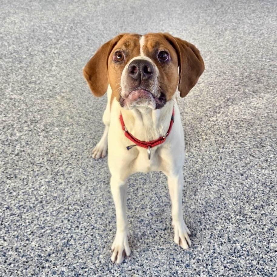 Heidi, a Adoptable Treeing Walker Coonhound in Great Falls, MT image 3/4