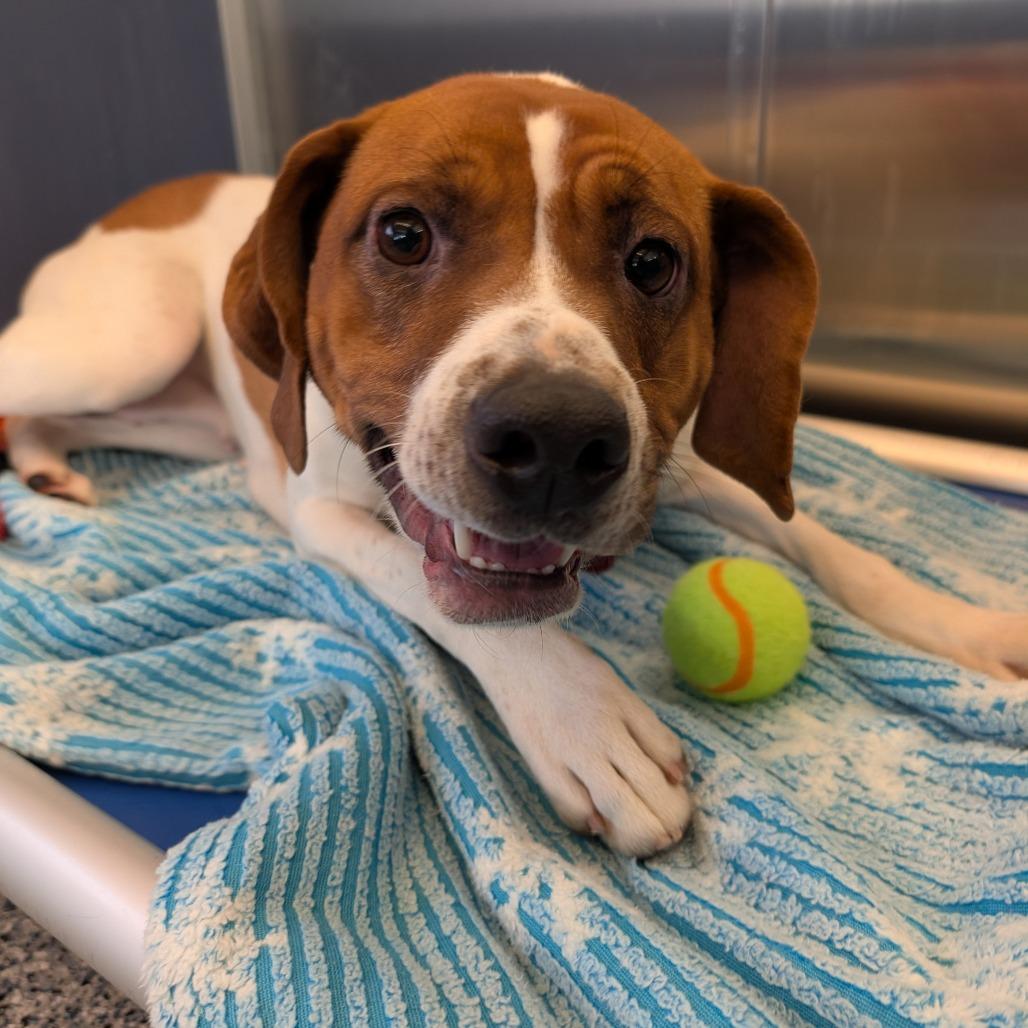 Heidi, a Adoptable Treeing Walker Coonhound in Great Falls, MT image 4/4