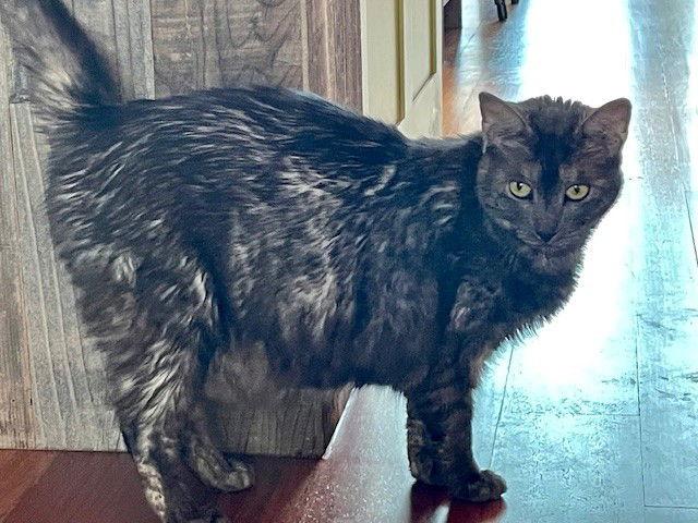 Agnes, Adoptable, Adult Female Domestic Long Hair.