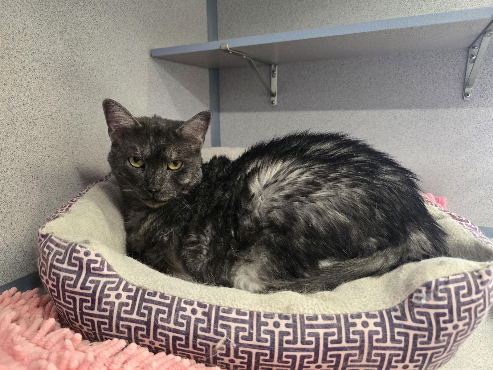 Agnes, Adoptable, Adult Female Domestic Long Hair.