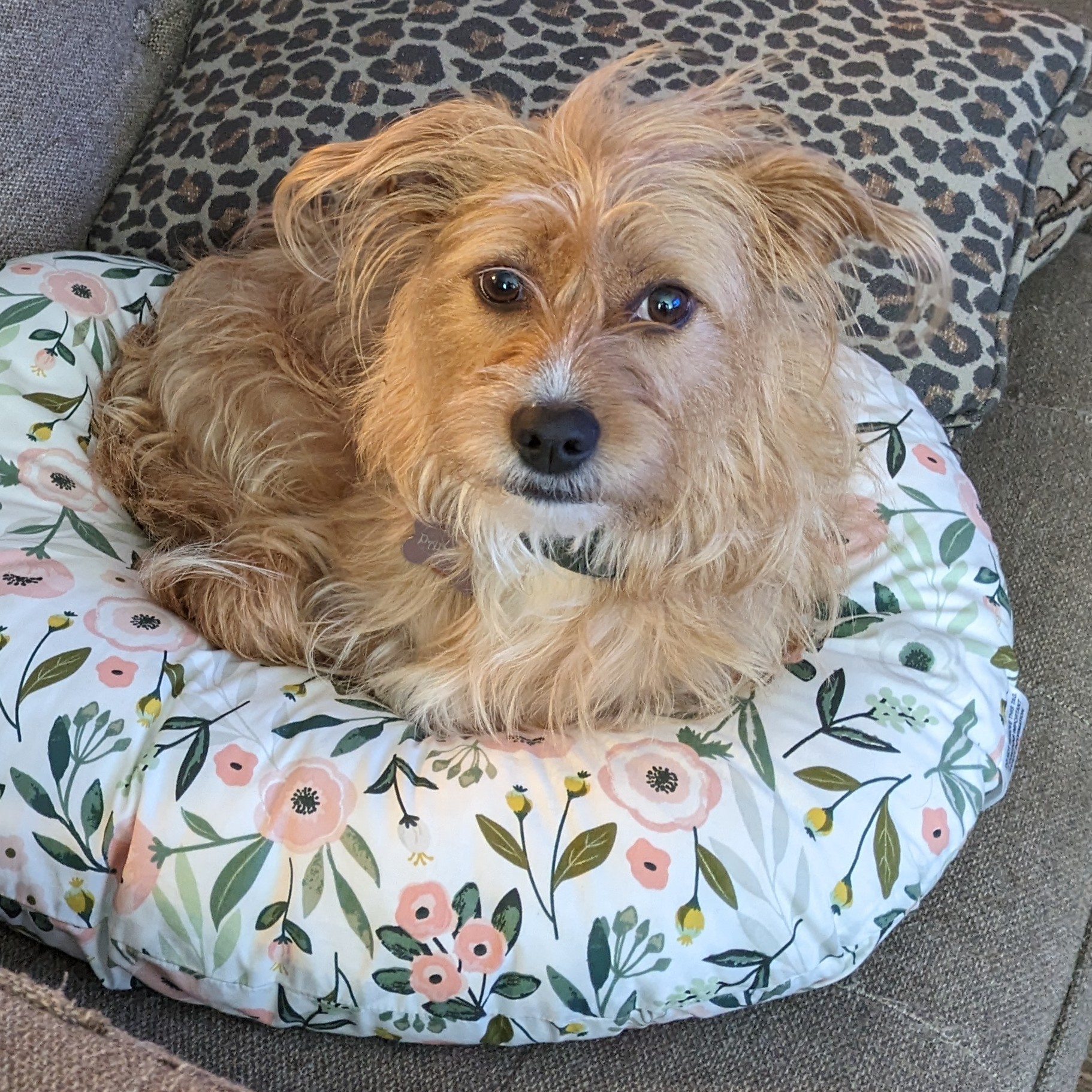 Enlarge Paprika, a Adopted mixed breed in Des Plaines, IL image 1/3