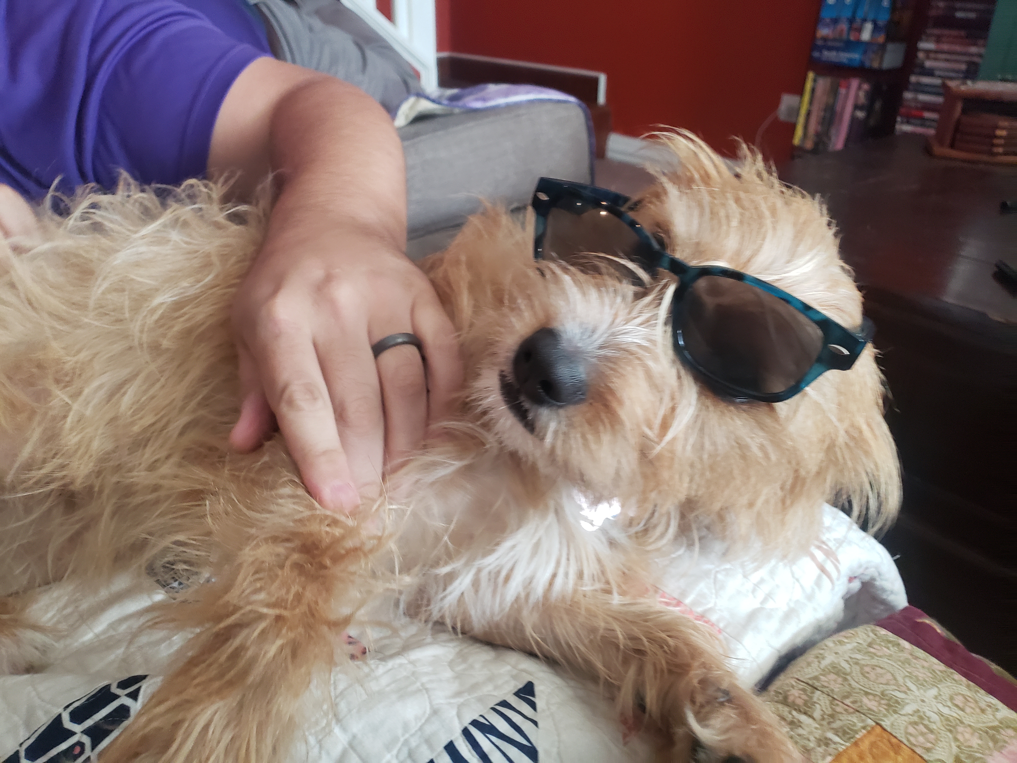 Paprika, Adopted, Adult Female Terrier.