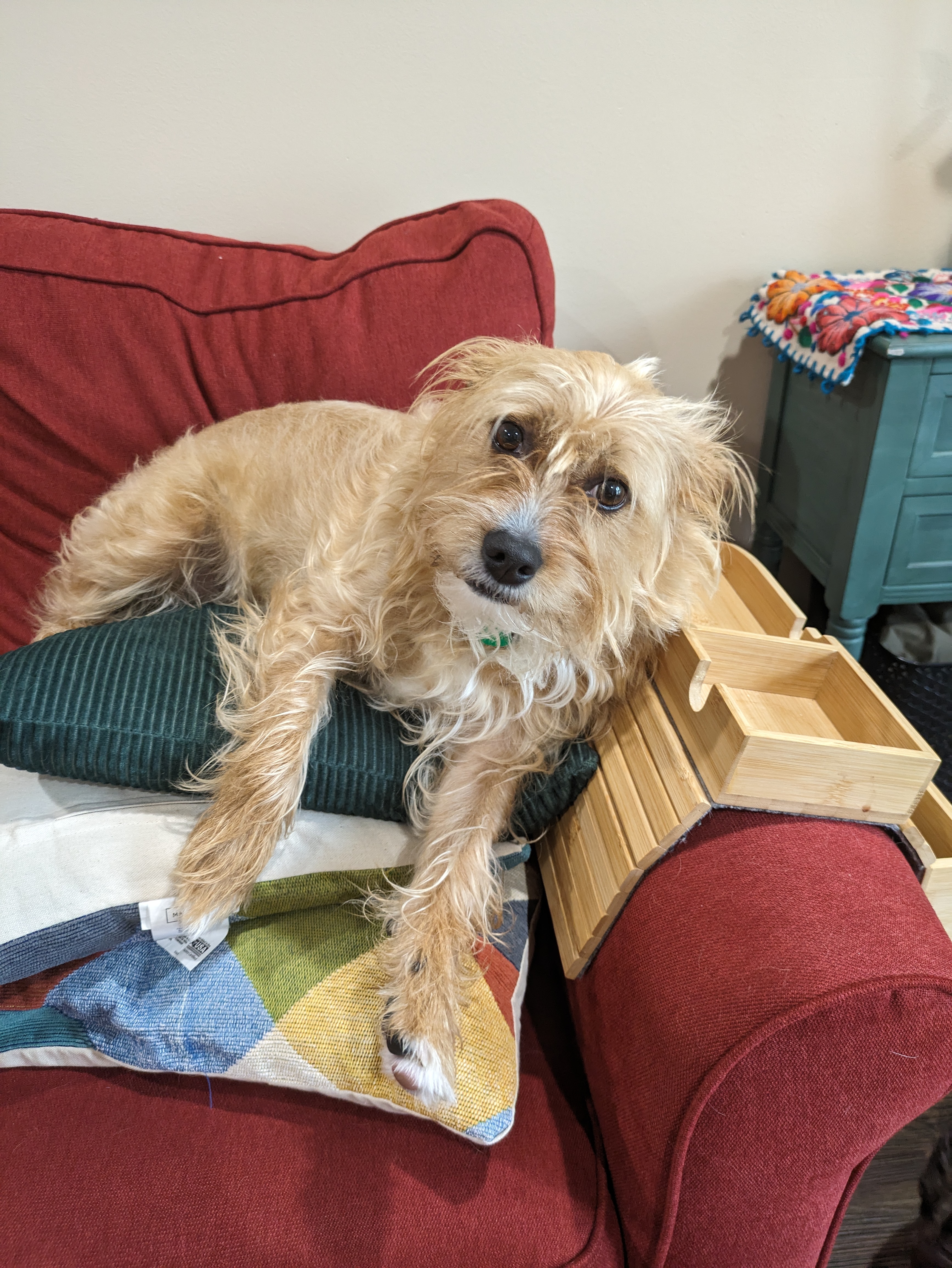 Enlarge Paprika, a Adopted mixed breed in Des Plaines, IL image 3/3
