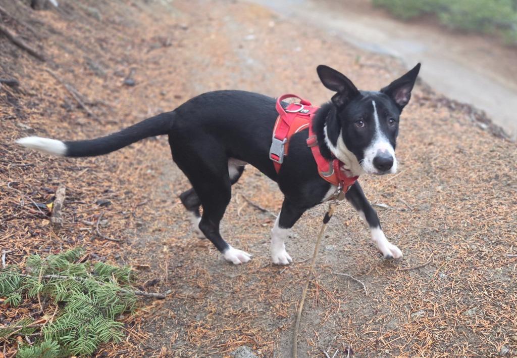 Dez, a Adoptable mixed breed in Reno, NV image 1/4