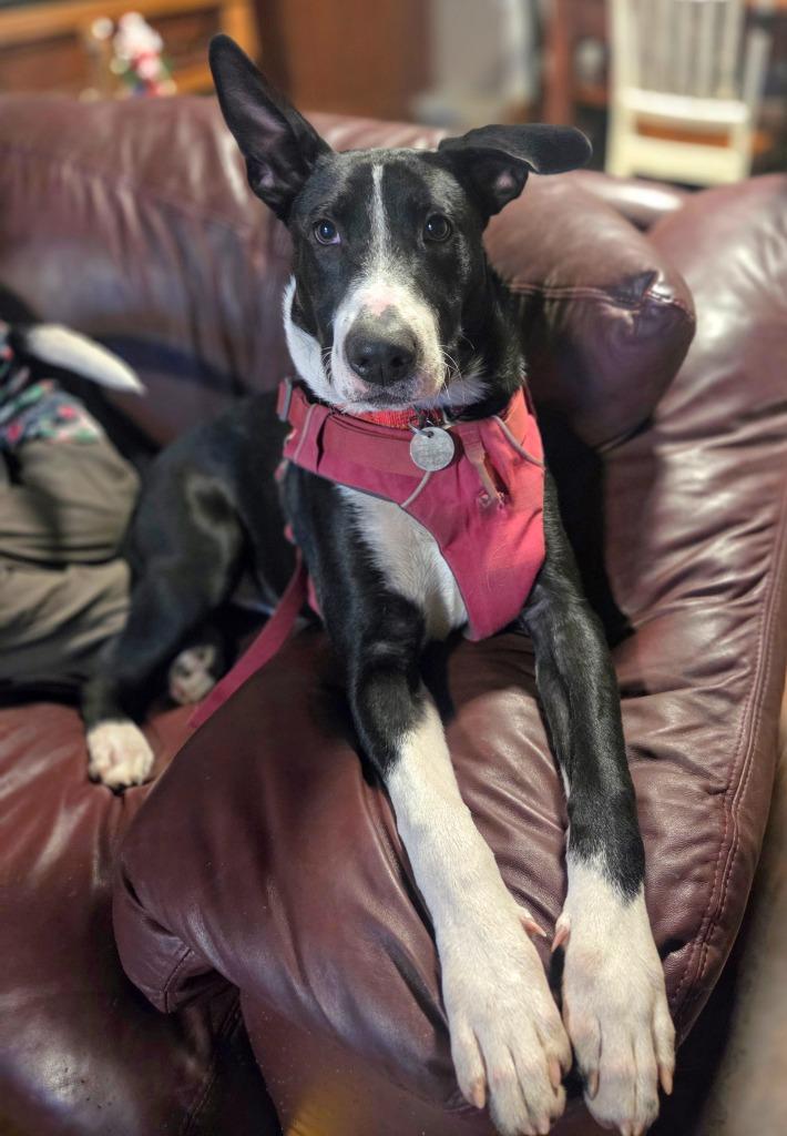 Dez, a Adoptable mixed breed in Reno, NV image 2/4