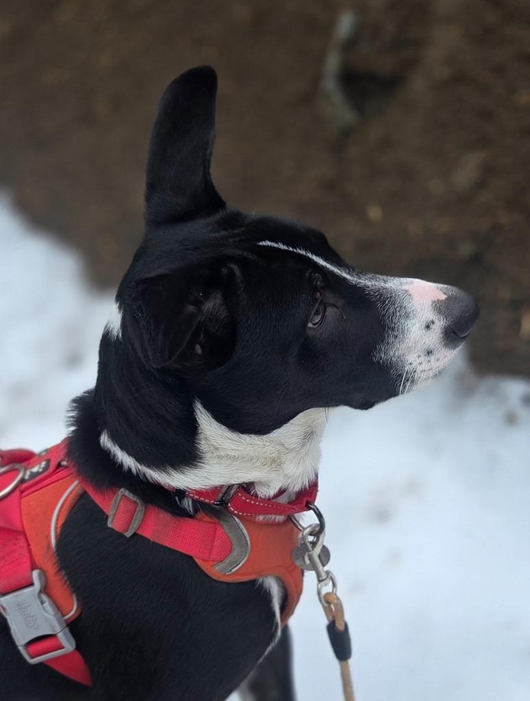 Dez, a Adoptable mixed breed in Reno, NV image 3/4