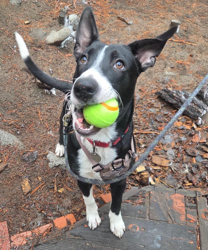 Dez, a Adoptable mixed breed in Reno, NV image 4/4