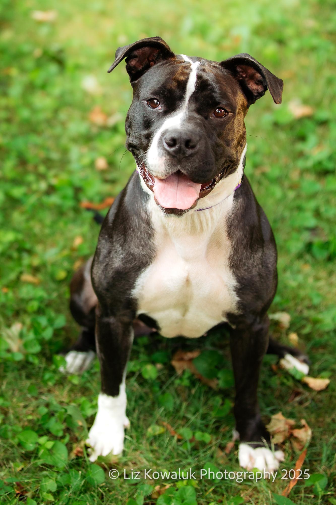 Enlarge Shy Star, a Adoptable mixed breed in Rochester, NY image 1/6