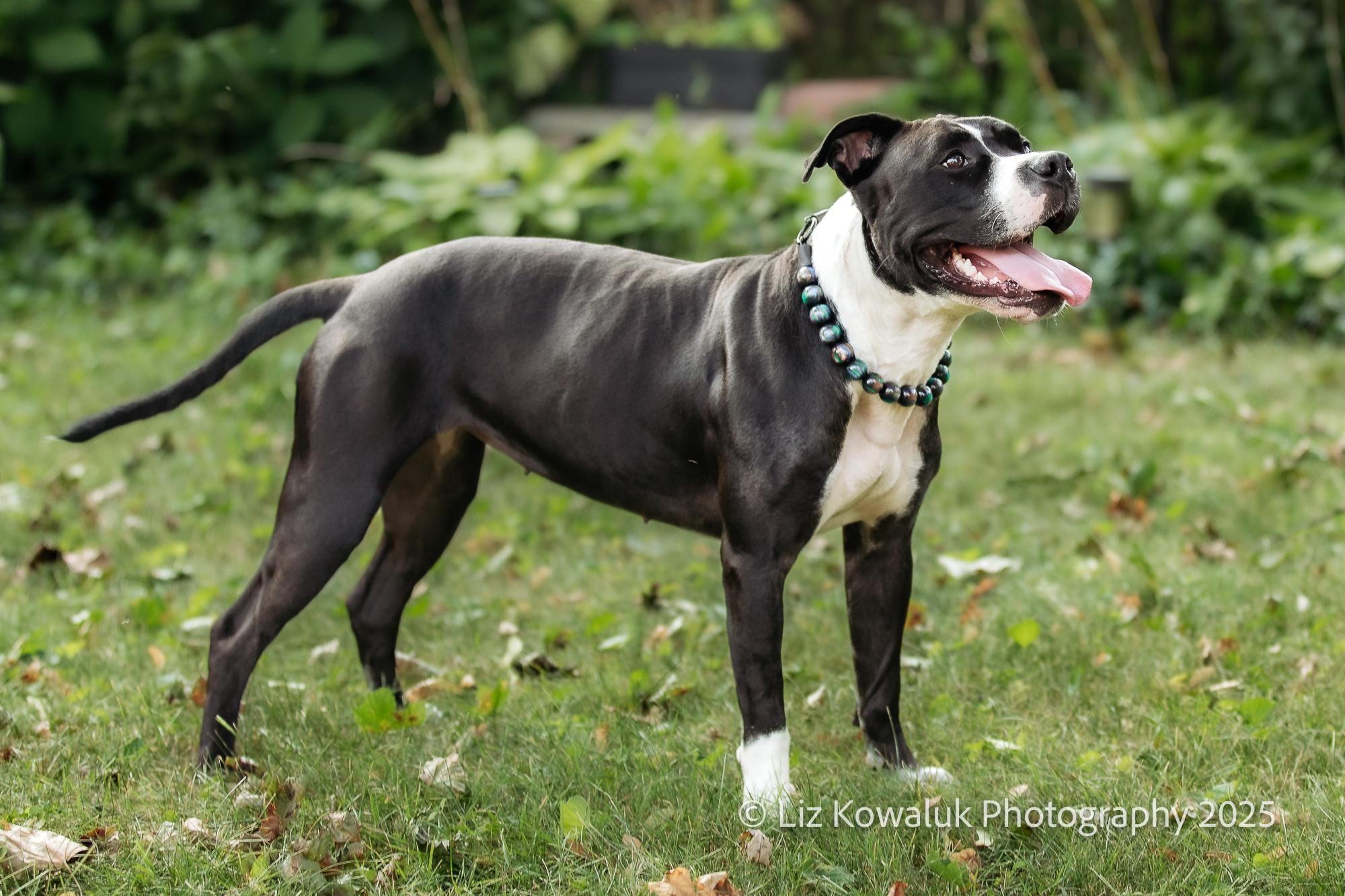 Enlarge Shy Star, a Adoptable mixed breed in Rochester, NY image 2/6