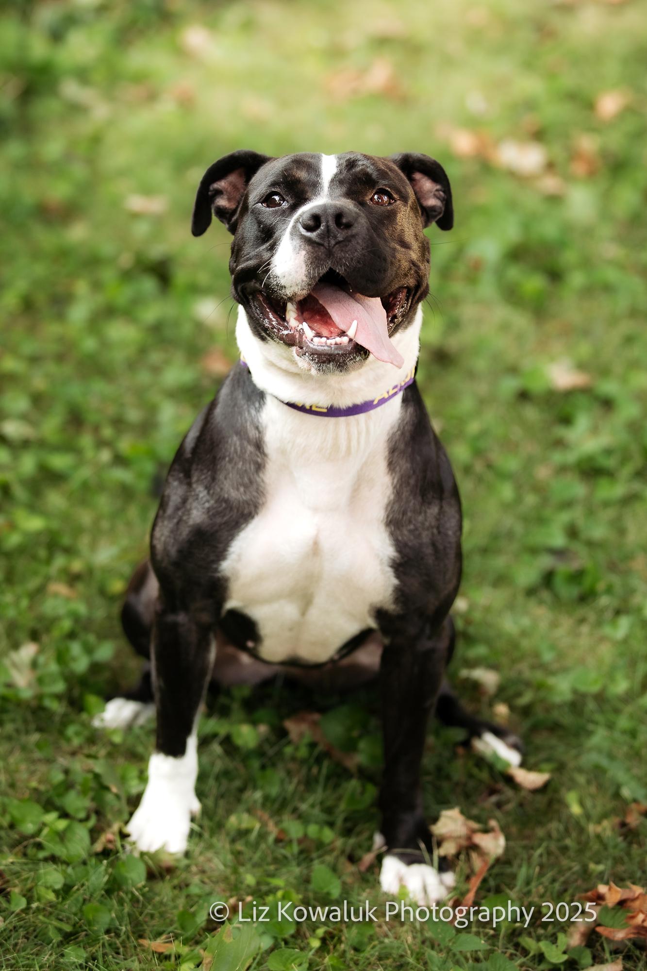 Enlarge Shy Star, a Adoptable mixed breed in Rochester, NY image 3/6