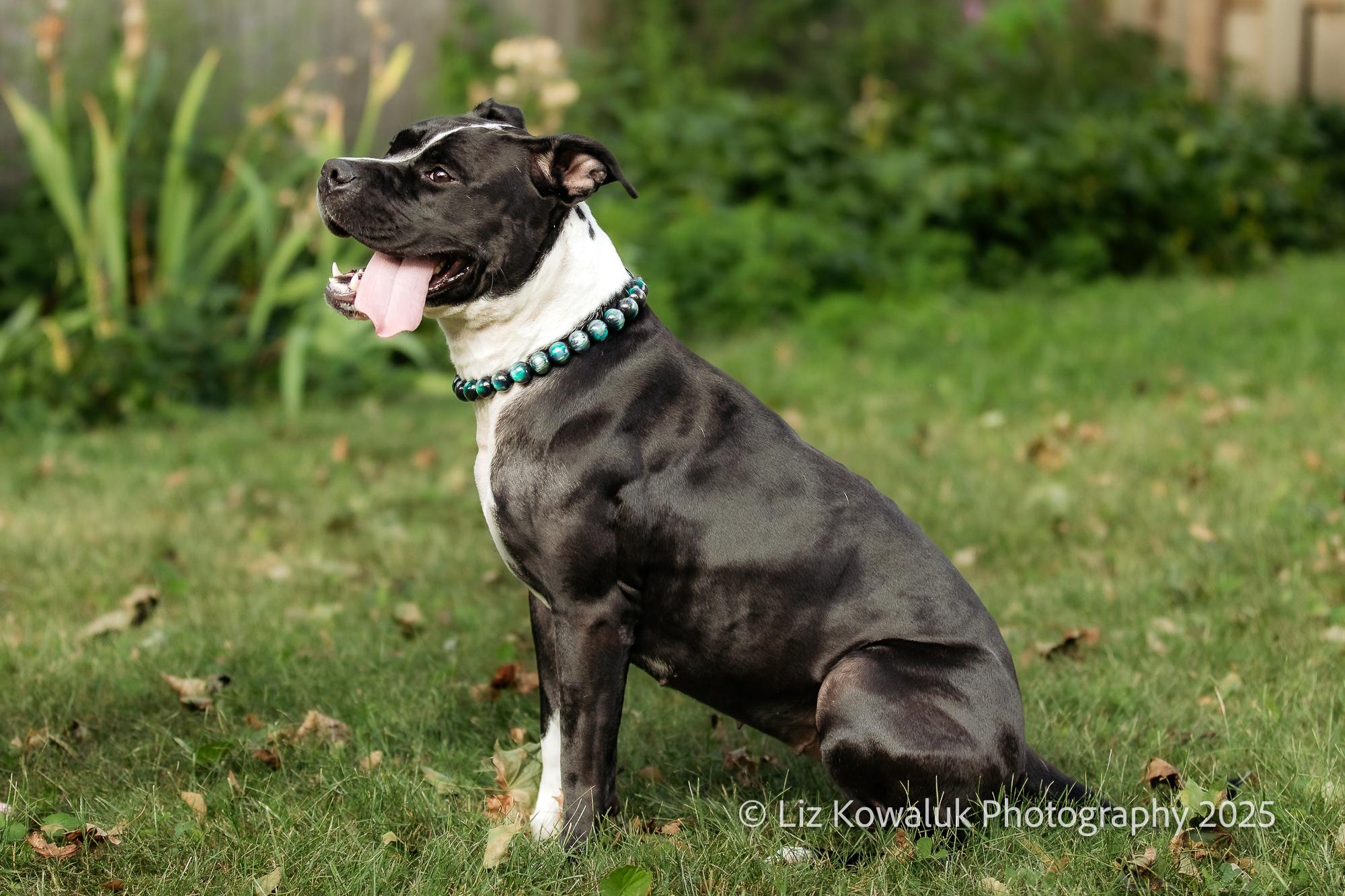 Enlarge Shy Star, a Adoptable mixed breed in Rochester, NY image 4/6