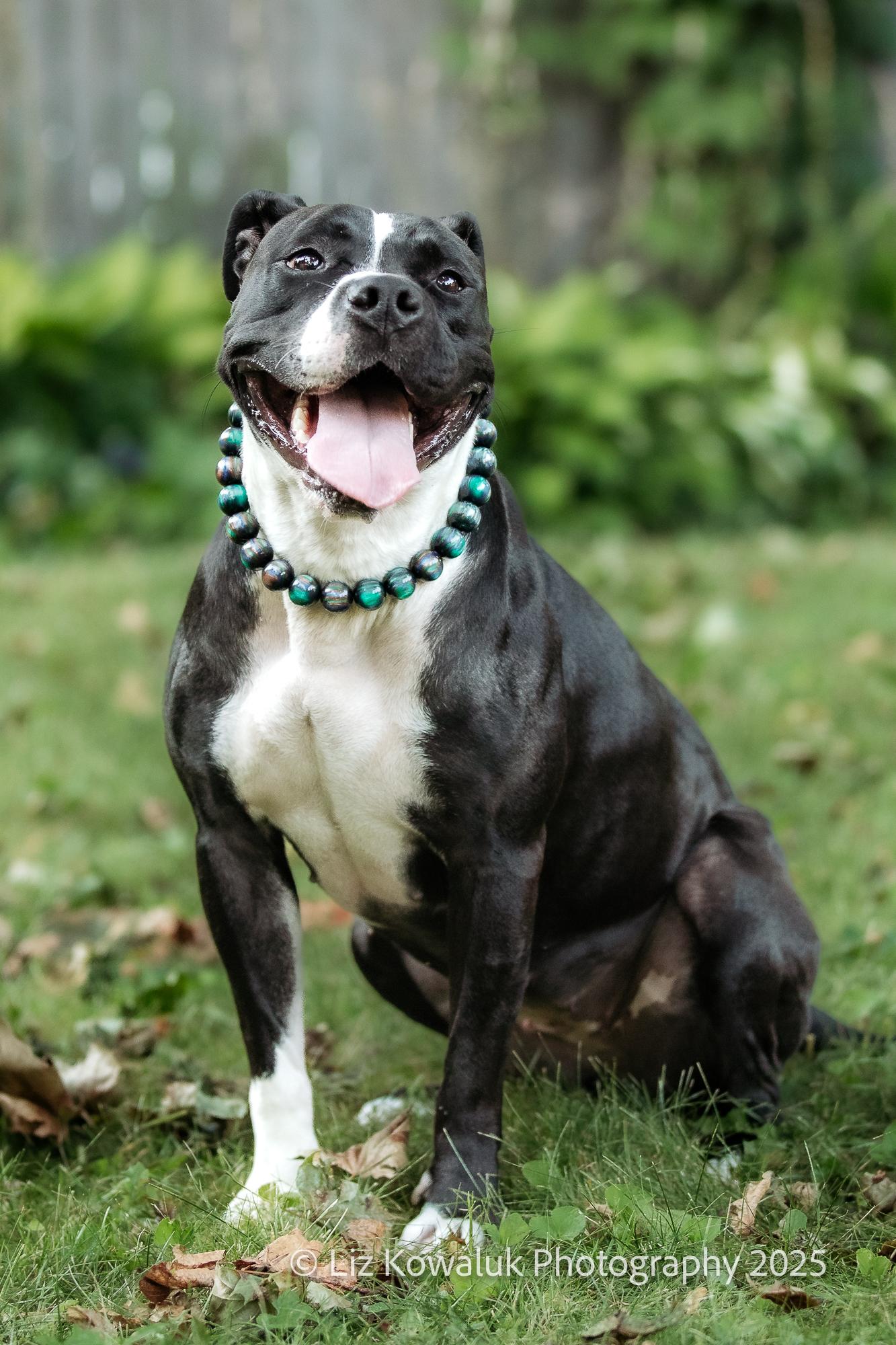 Enlarge Shy Star, a Adoptable mixed breed in Rochester, NY image 5/6