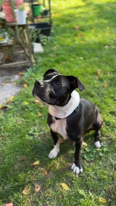 Enlarge Shy Star, a Adoptable mixed breed in Rochester, NY video 6/6