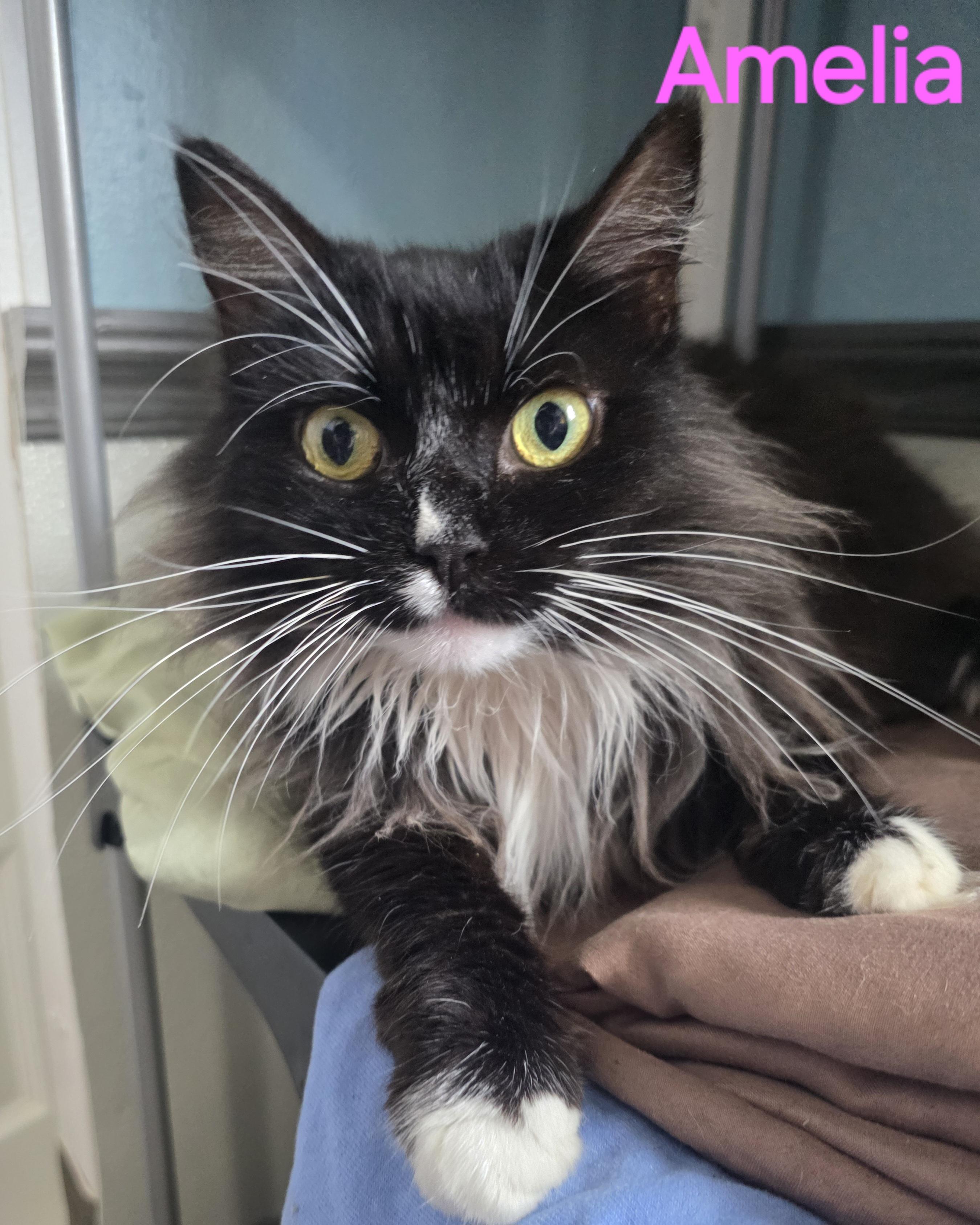 Amelia, Adoptable, Adult Female Tuxedo.