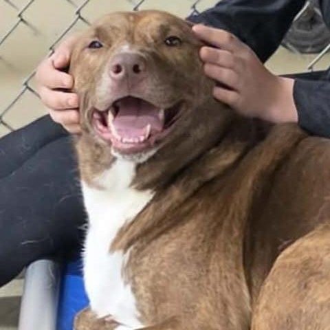 Stella, a Adoptable mixed breed in Saint Marys, WV image 6/6