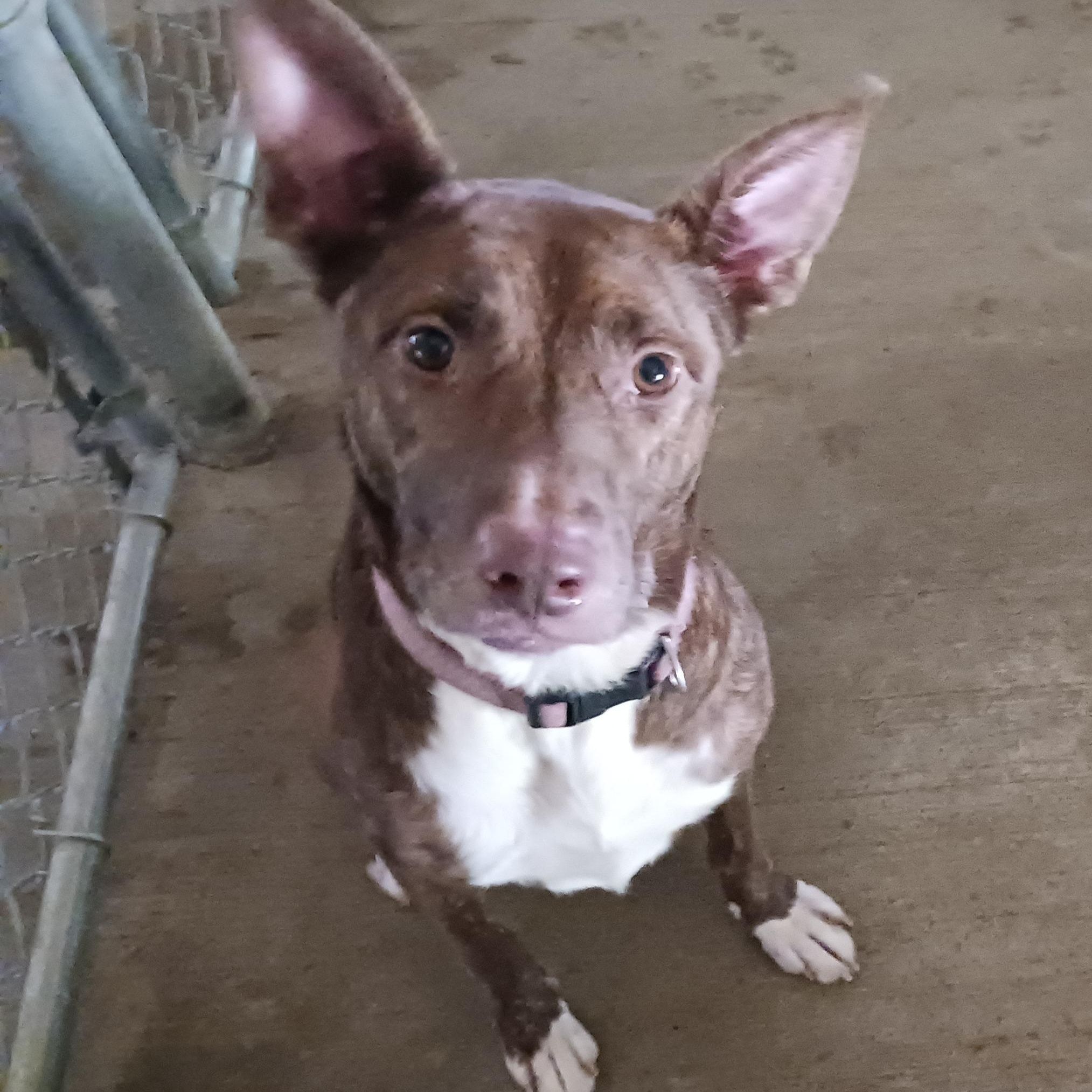 Stella, a Adoptable mixed breed in Saint Marys, WV image 5/5