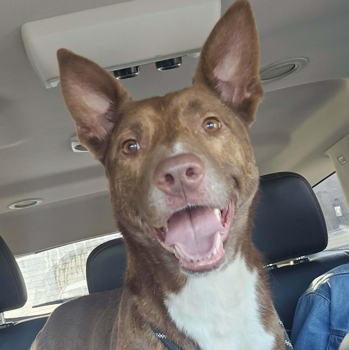 Enlarge Stella, a Adoptable mixed breed in Saint Marys, WV image 3/5