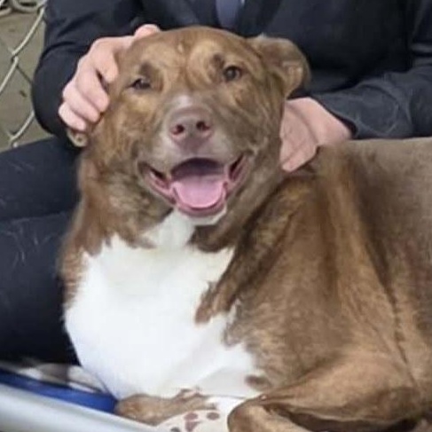 Stella, a Adoptable mixed breed in Saint Marys, WV image 2/6