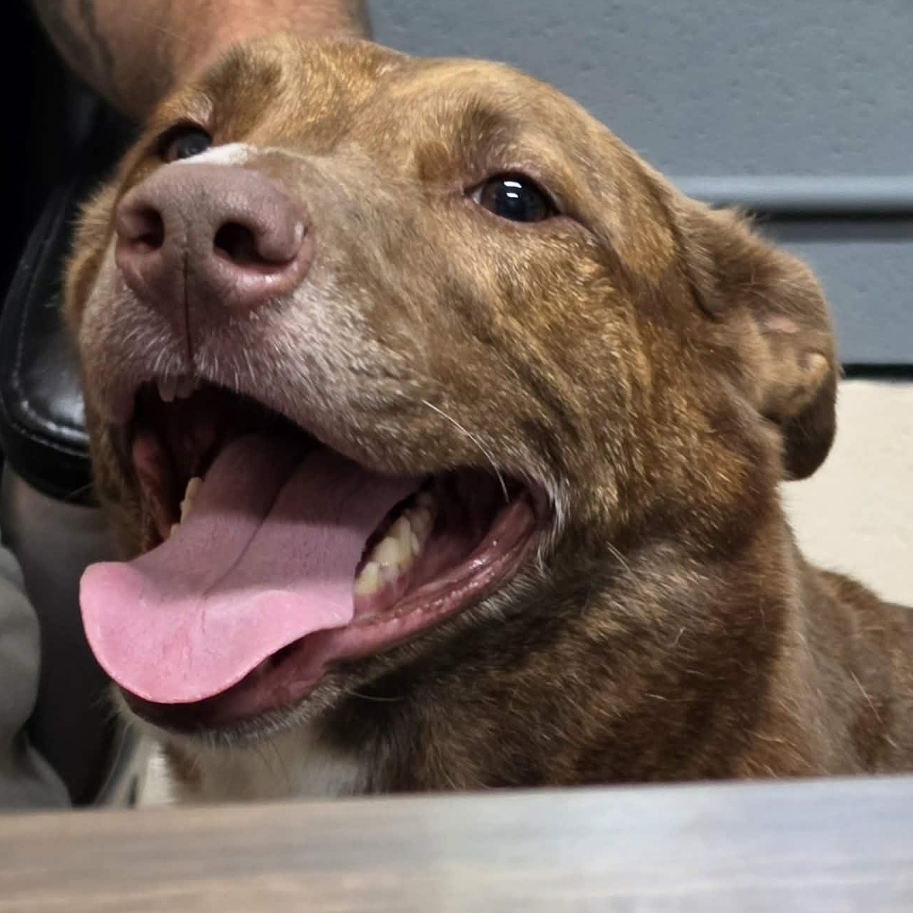 Enlarge Stella, a Adoptable mixed breed in Saint Marys, WV image 5/5