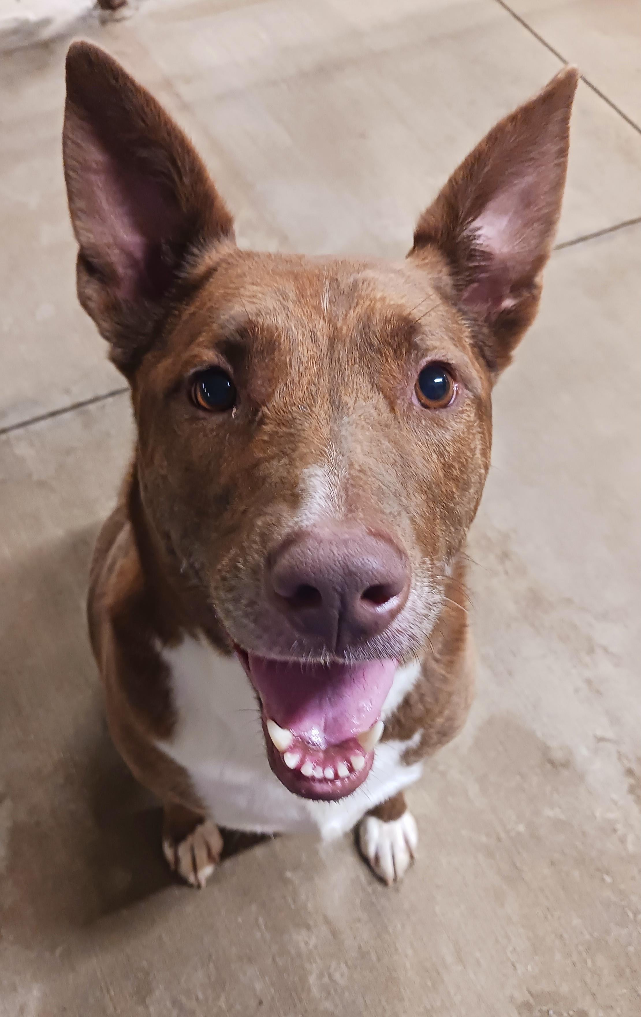 Enlarge Stella, a Adoptable mixed breed in Saint Marys, WV image 1/5