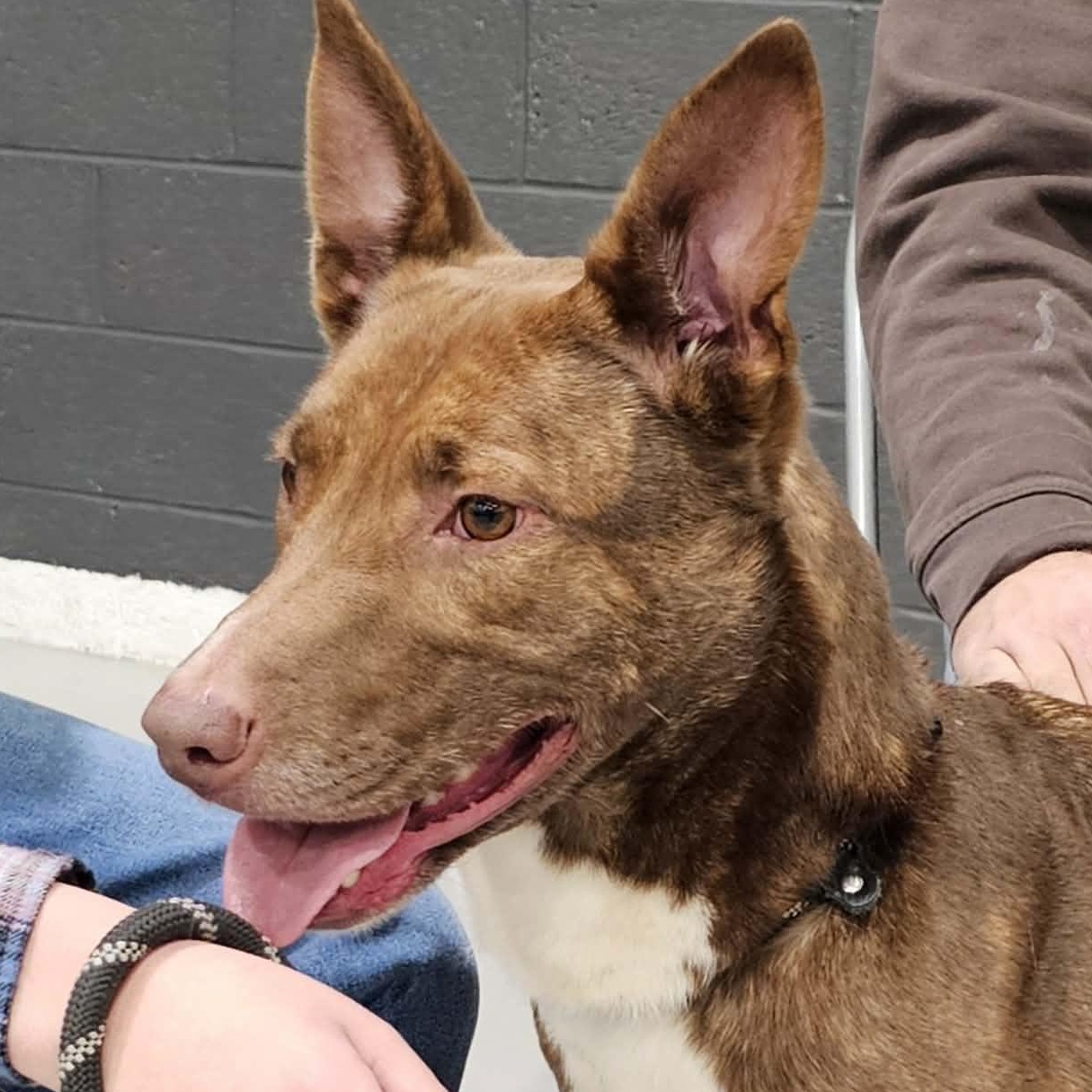 Stella, a Adoptable mixed breed in Saint Marys, WV image 4/5